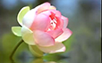 คลิป ตรุษจีน  